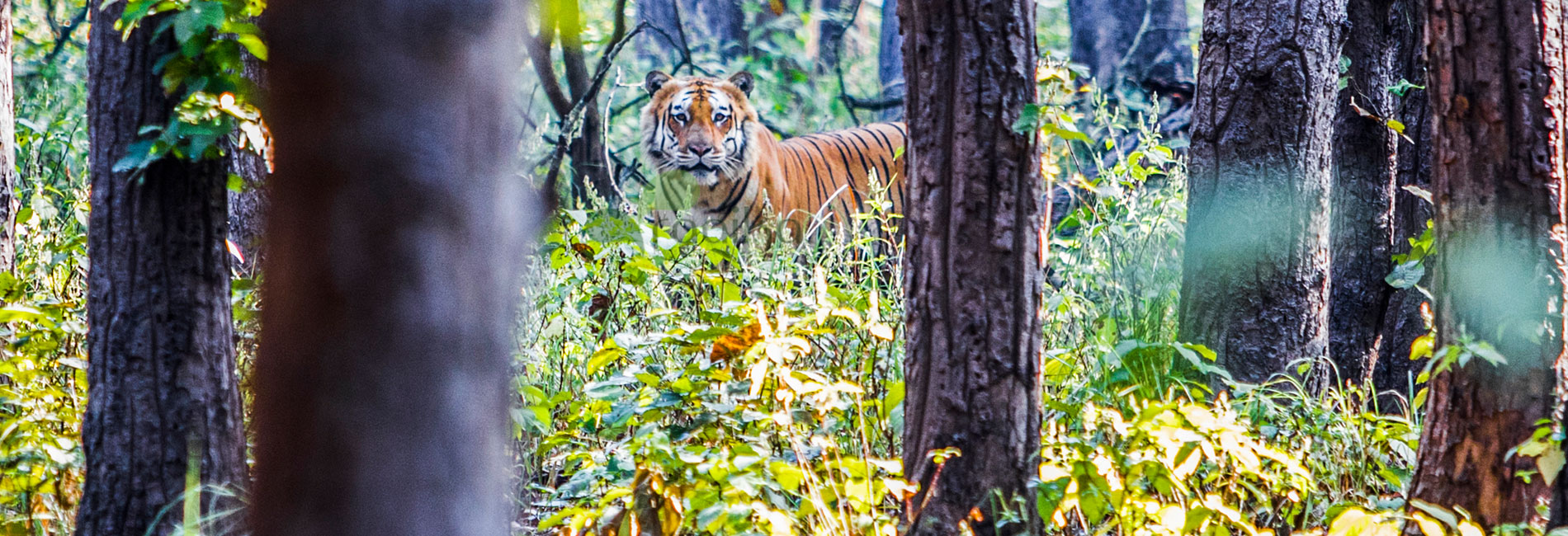 Save the Tiger Campaign
