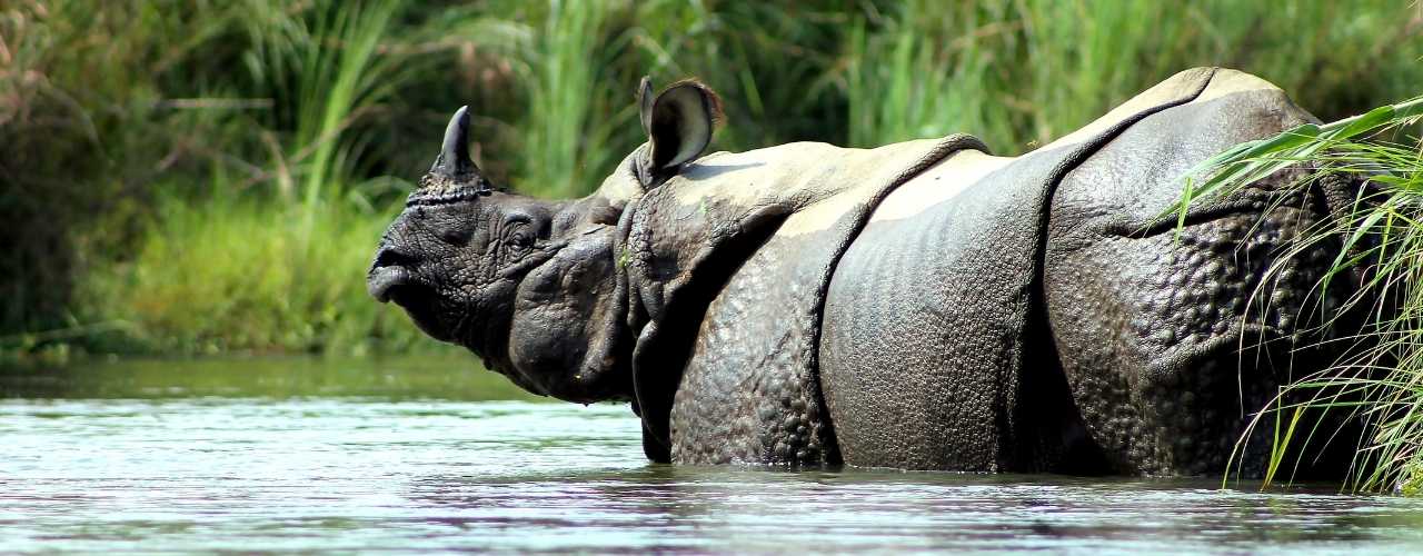 Discover Chitwan National Park: Wildlife and Adventure in Nepal